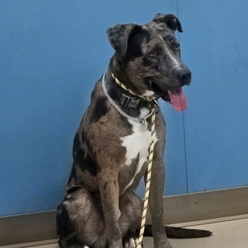 Enlarge Baron, a Adoptable mixed breed in Grand Junction, CO image 2/2