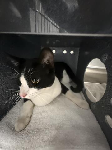 ROMEO, Adoptable, Young Male Domestic Short Hair.