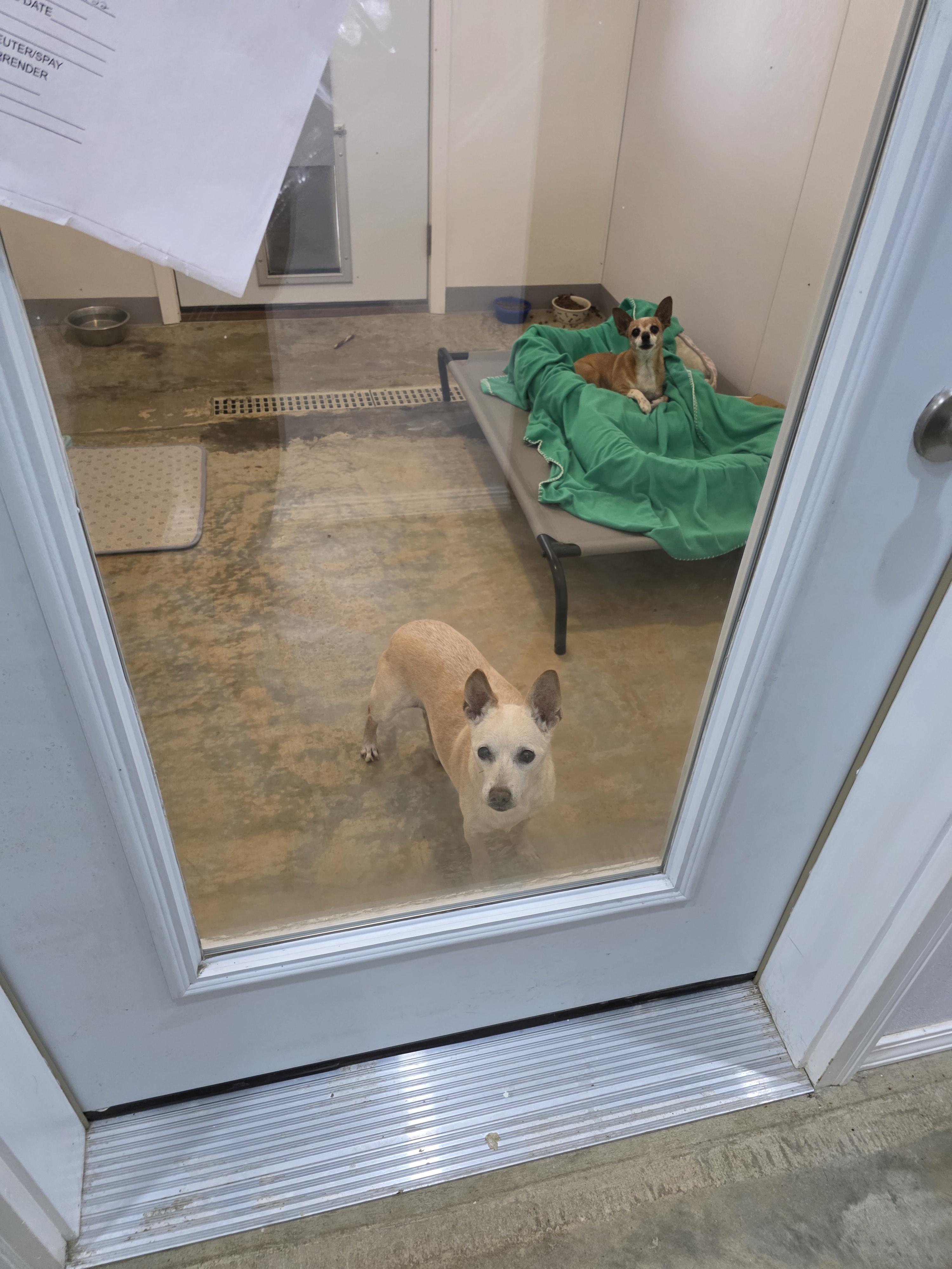 Frank &Beans , ADOPTABLE, Adult Female Chihuahua.