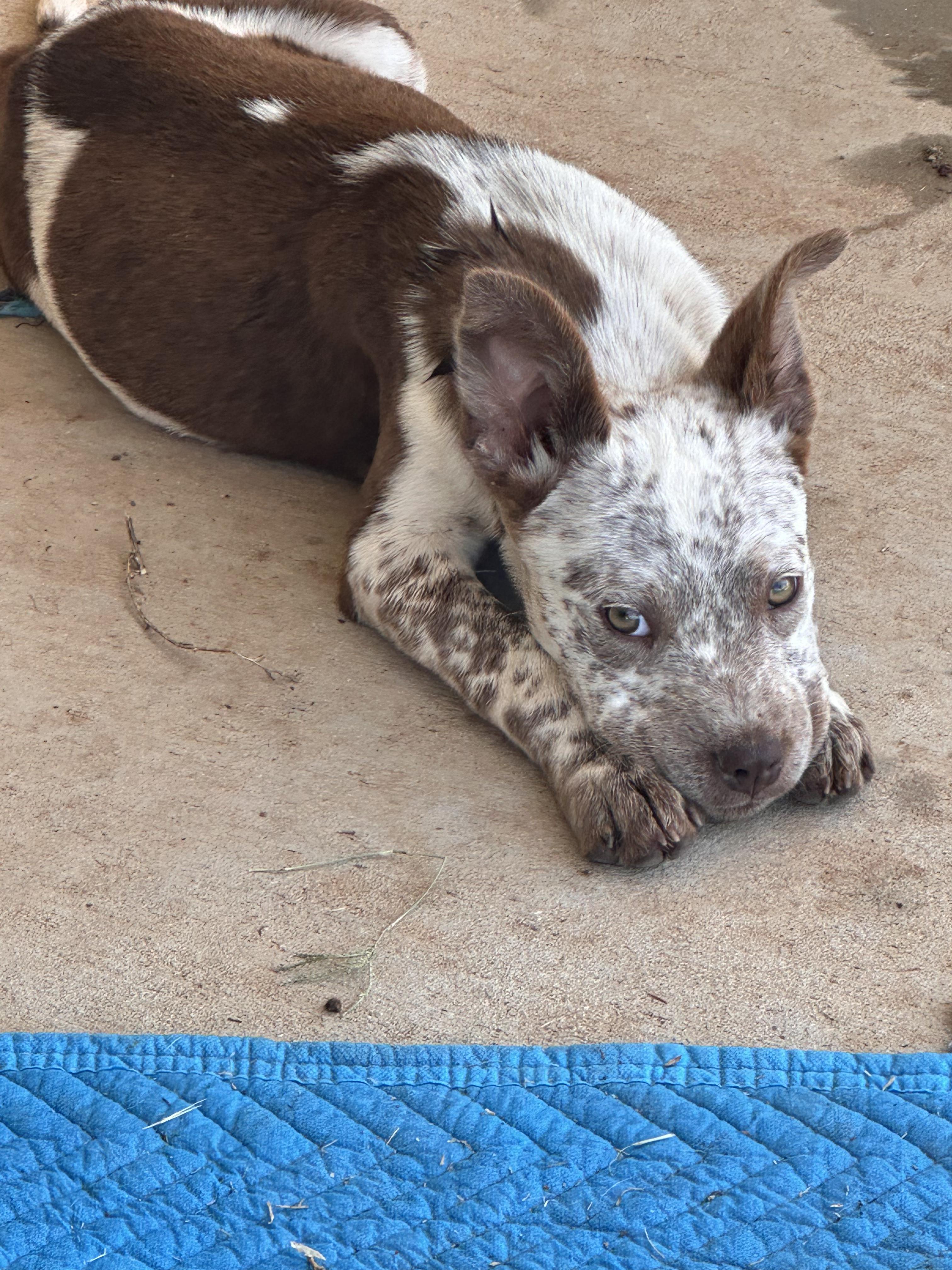 Freckles, adopted, Young Female Australian Cattle Dog / Blue Heeler.
