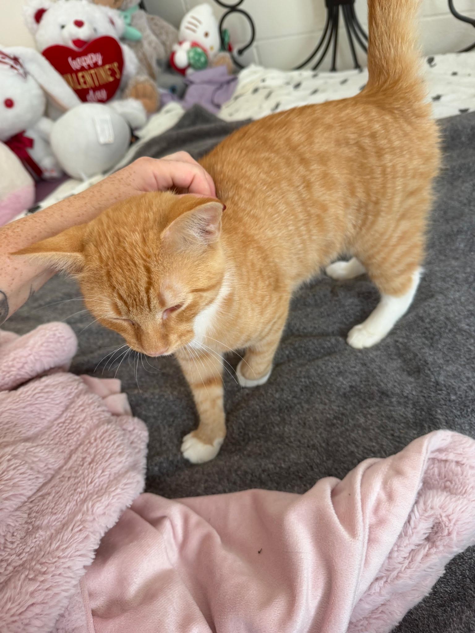 Cheeto, Adoptable, Young Male Domestic Short Hair.