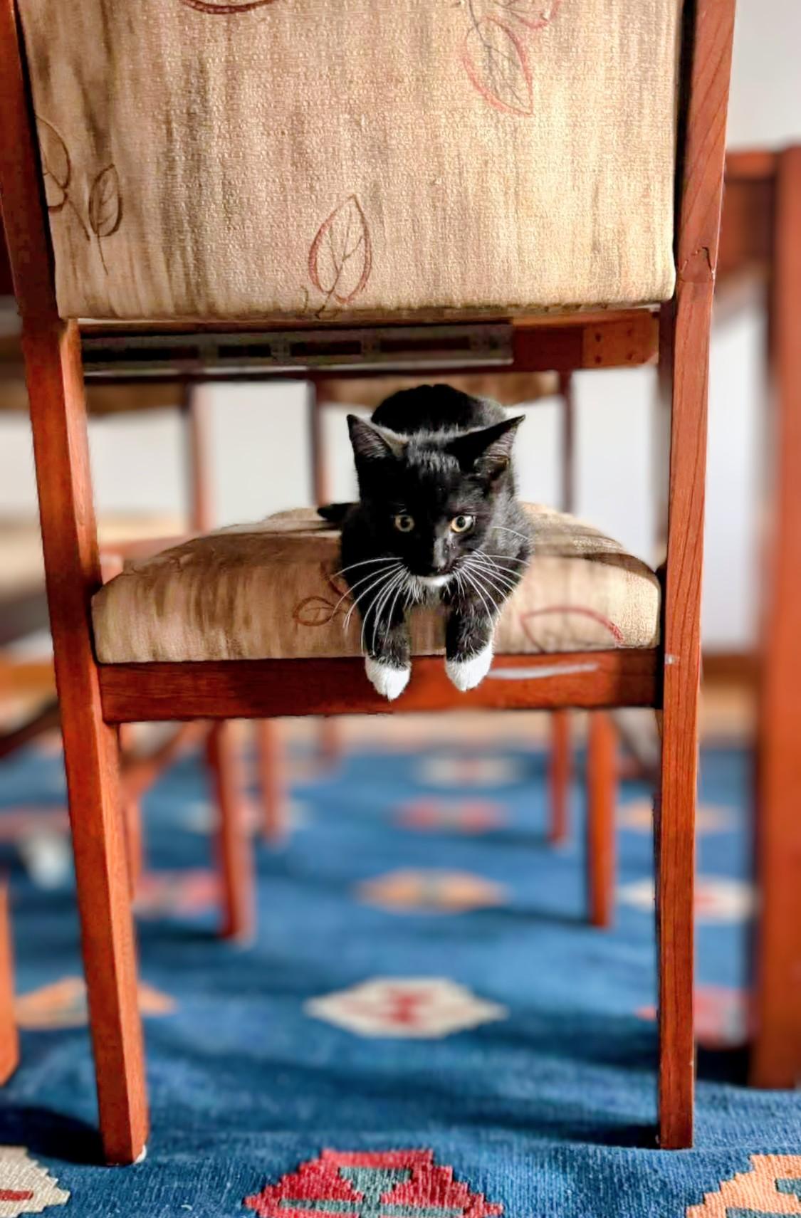 Enlarge Freddie Purrcury, a Adoptable Domestic Short Hair in Montreal, QC image 4/5