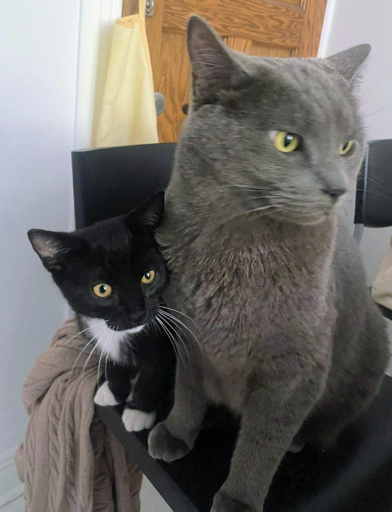 Enlarge Freddie Purrcury, a Adoptable Domestic Short Hair in Montreal, QC image 3/5