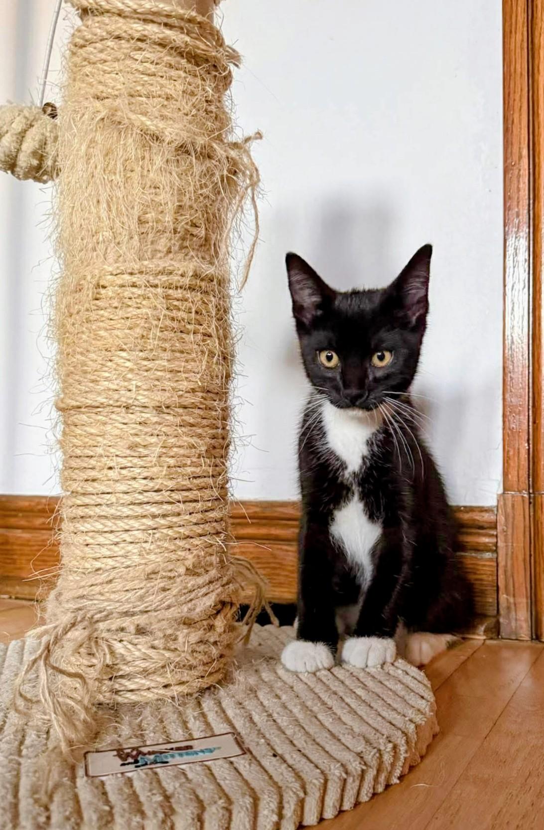 Enlarge Freddie Purrcury, a Adoptable Domestic Short Hair in Montreal, QC image 5/5
