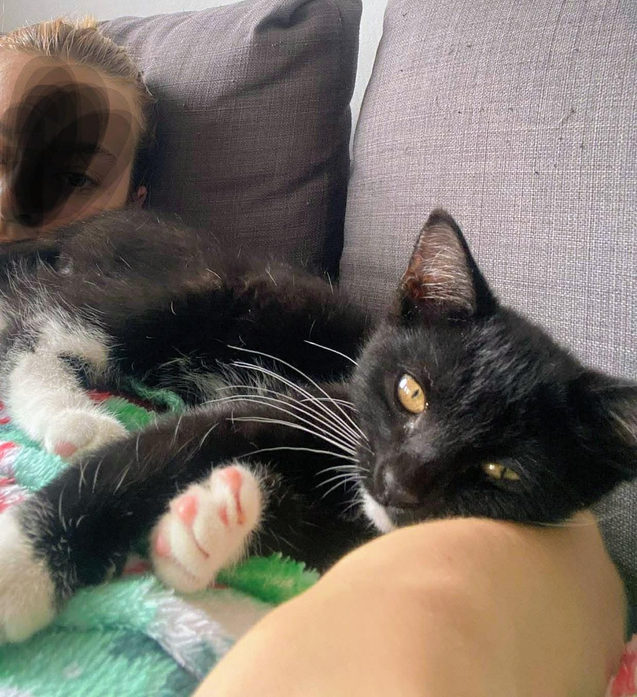 Freddie Purrcury, Adoptable, Kitten Male Domestic Short Hair.