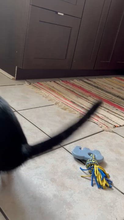 Enlarge Freddie Purrcury, a Adoptable Domestic Short Hair in Montreal, QC video 2/5