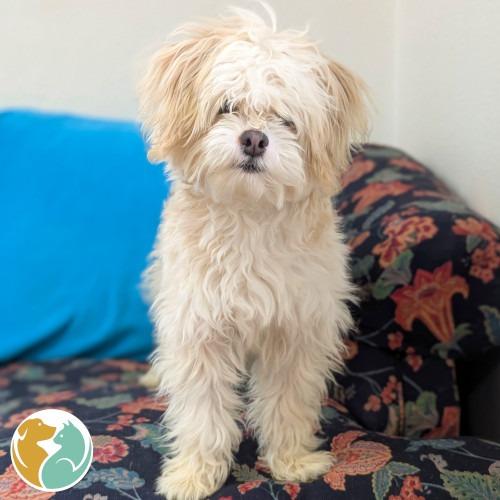 Simba, Adoptable, Young Male Shih Tzu & Chihuahua.