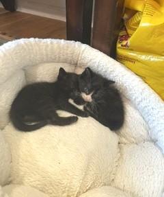 Pickles and Peonie - adorable kittens in foster care, a ADOPTABLE Domestic Short Hair in Mendham, NJ image 2/3