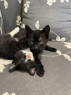 Pickles and Peonie - adorable kittens in foster care, a ADOPTABLE Domestic Short Hair in Mendham, NJ image 1/3