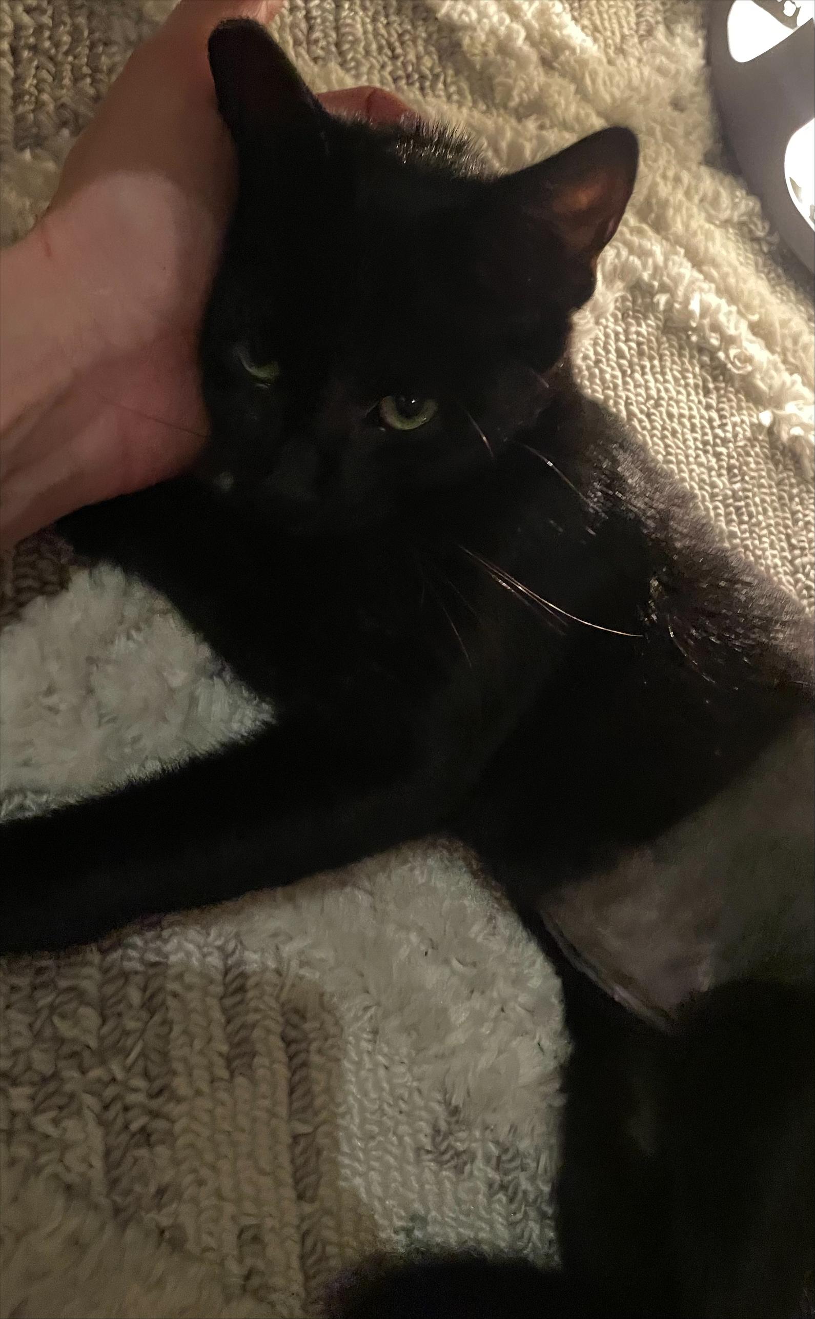 Valerie, a ADOPTABLE Domestic Short Hair in Long Beach, CA image 2/3