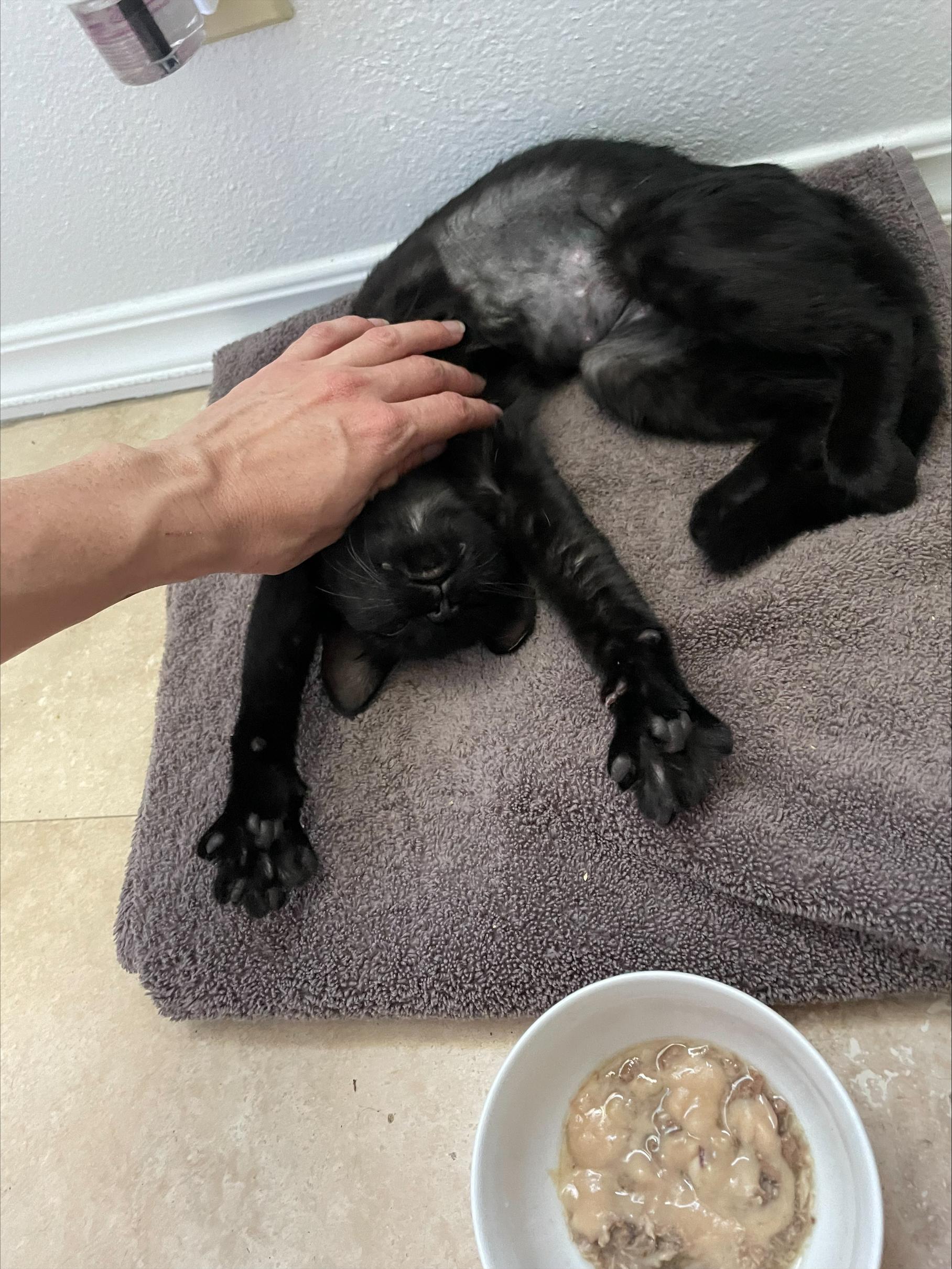 Valerie, ADOPTABLE, Young Female Domestic Short Hair.