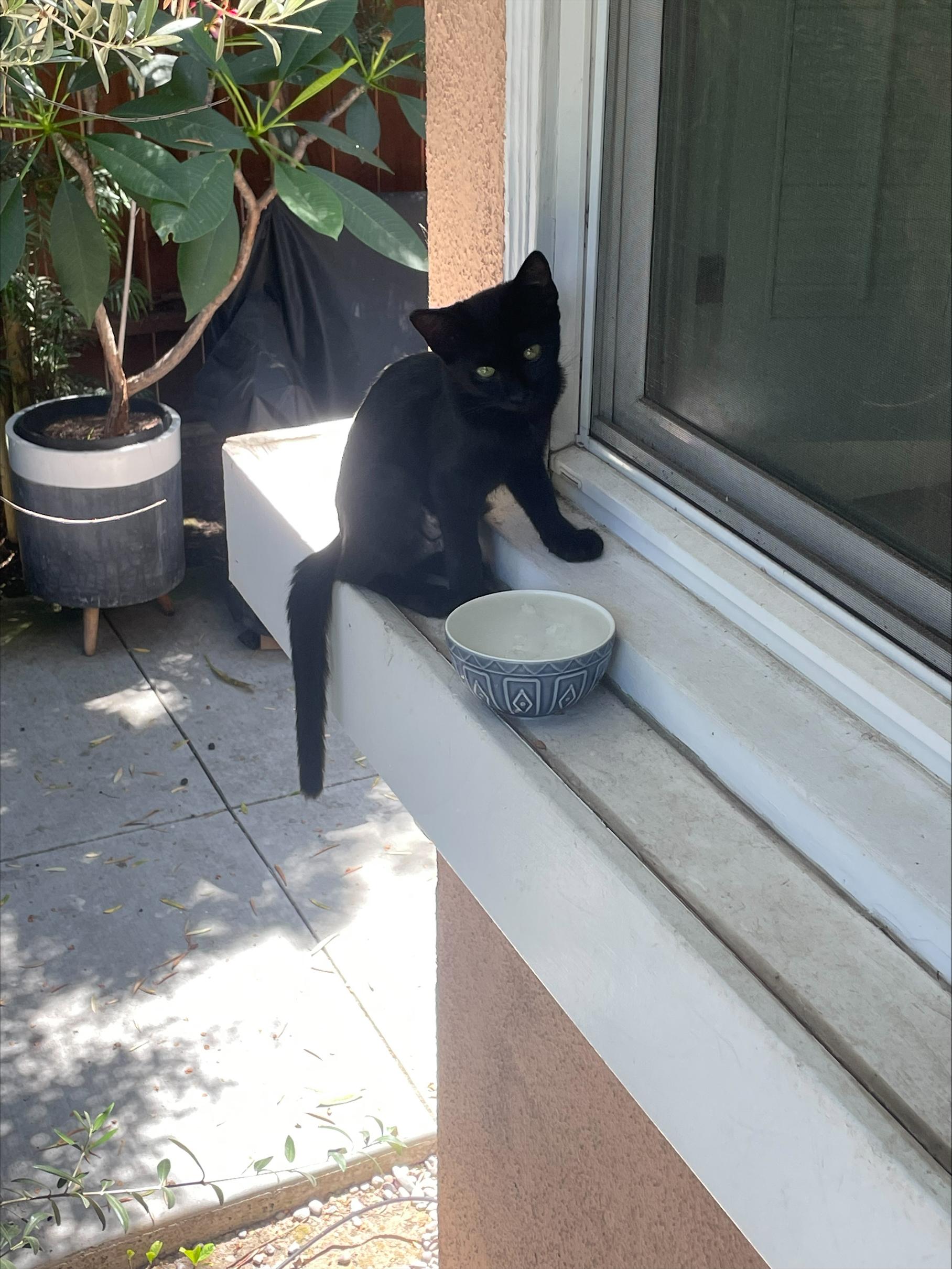 Valerie, a ADOPTABLE Domestic Short Hair in Long Beach, CA image 3/3