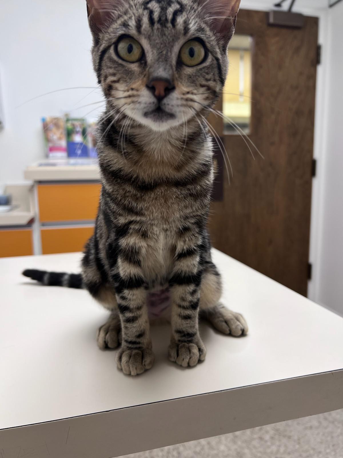 Everly, adopted, Kitten Female Domestic Short Hair & American Shorthair.