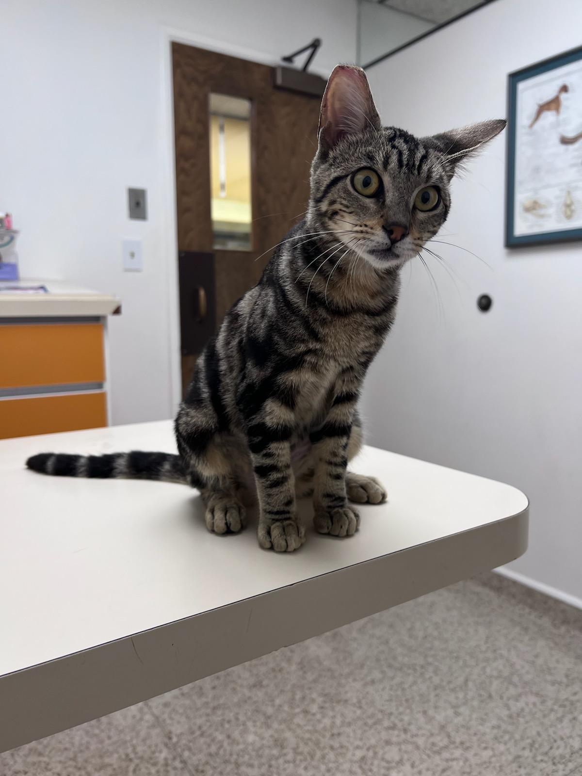 Everly, adopted, Kitten Female Domestic Short Hair & American Shorthair.