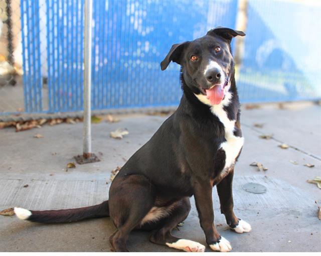 MAGGIE, Adoptable, Adult Female Labrador Retriever & German Shepherd Dog.