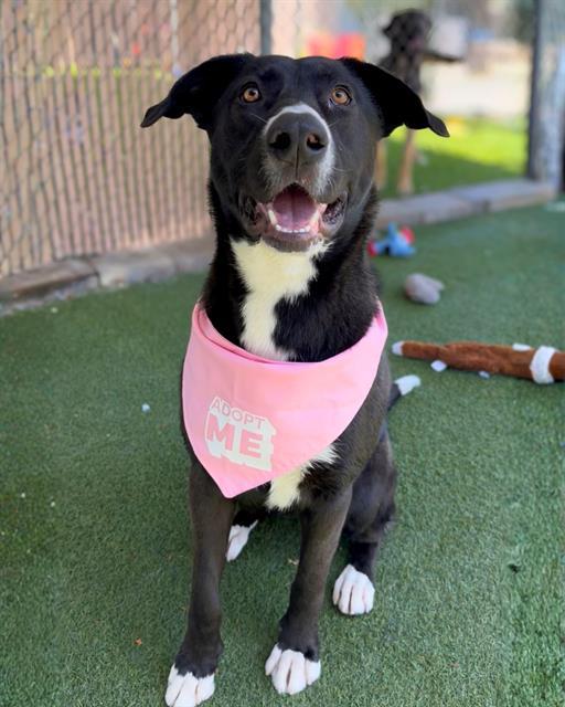 MAGGIE, Adoptable, Adult Female Labrador Retriever & German Shepherd Dog.