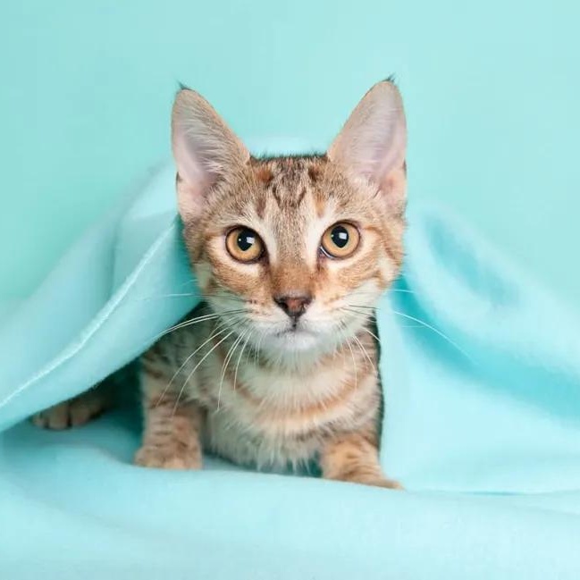 Enlarge Skittles, an adopted Domestic Short Hair in Pearland, TX image 5/6