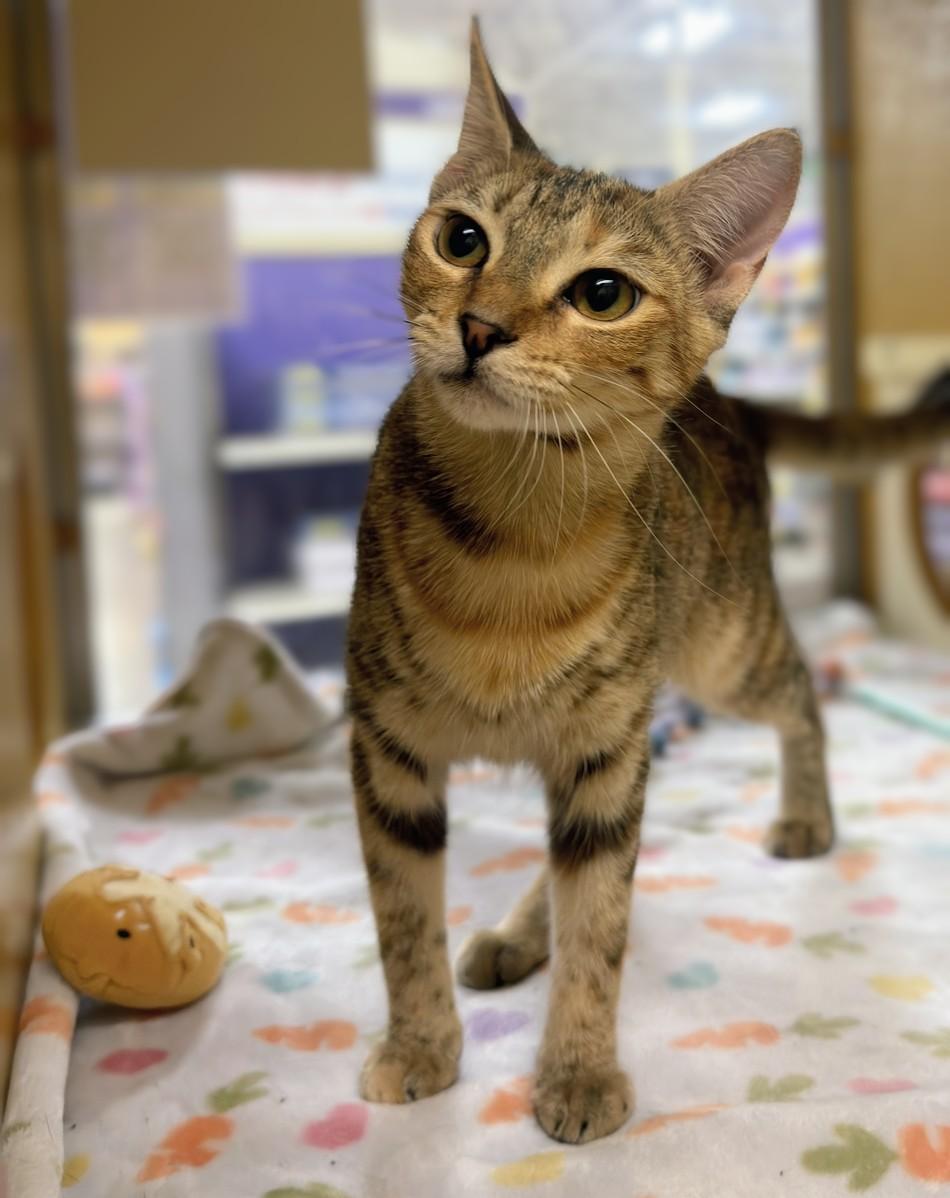 Enlarge Skittles, an adopted Domestic Short Hair in Pearland, TX image 1/6