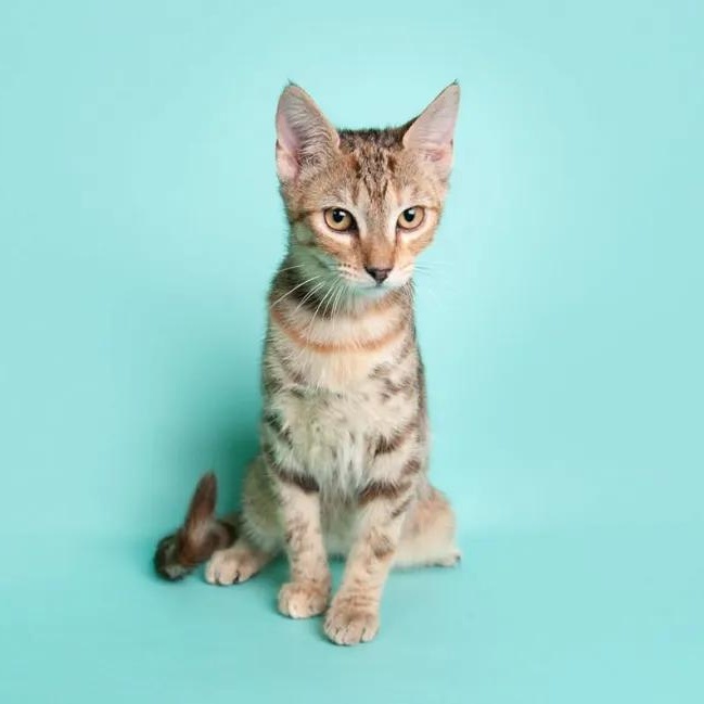 Enlarge Skittles, an adopted Domestic Short Hair in Pearland, TX image 3/6