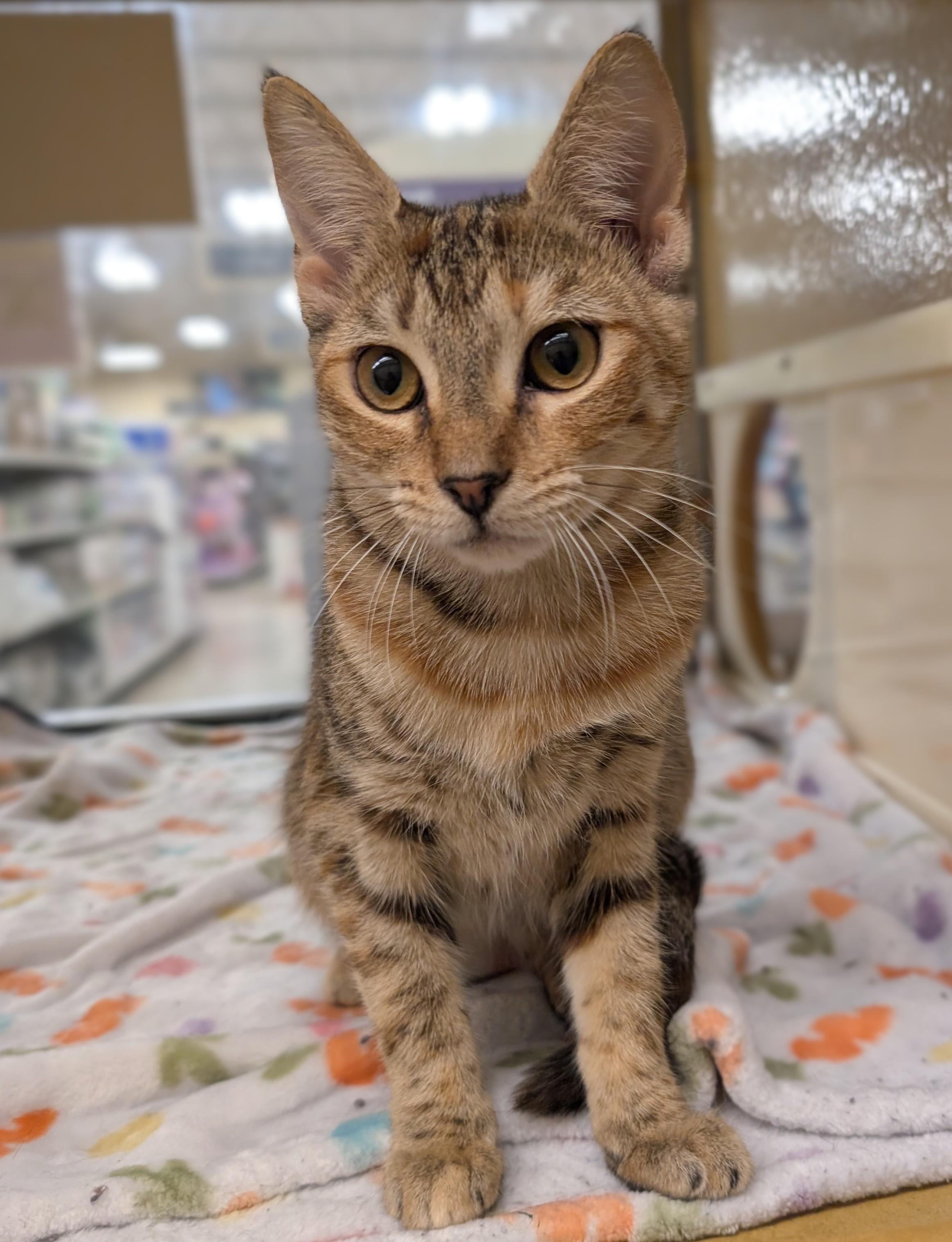 Enlarge Skittles, an adopted Domestic Short Hair in Pearland, TX image 4/6