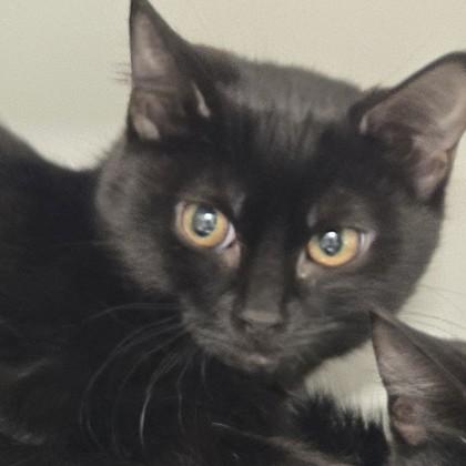 Enlarge Onyx, a Adoptable mixed breed in Voorhees, NJ image 1/1