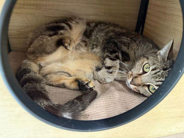 Enlarge Seabreeze, a Adoptable mixed breed in Stratham, NH image 1/1