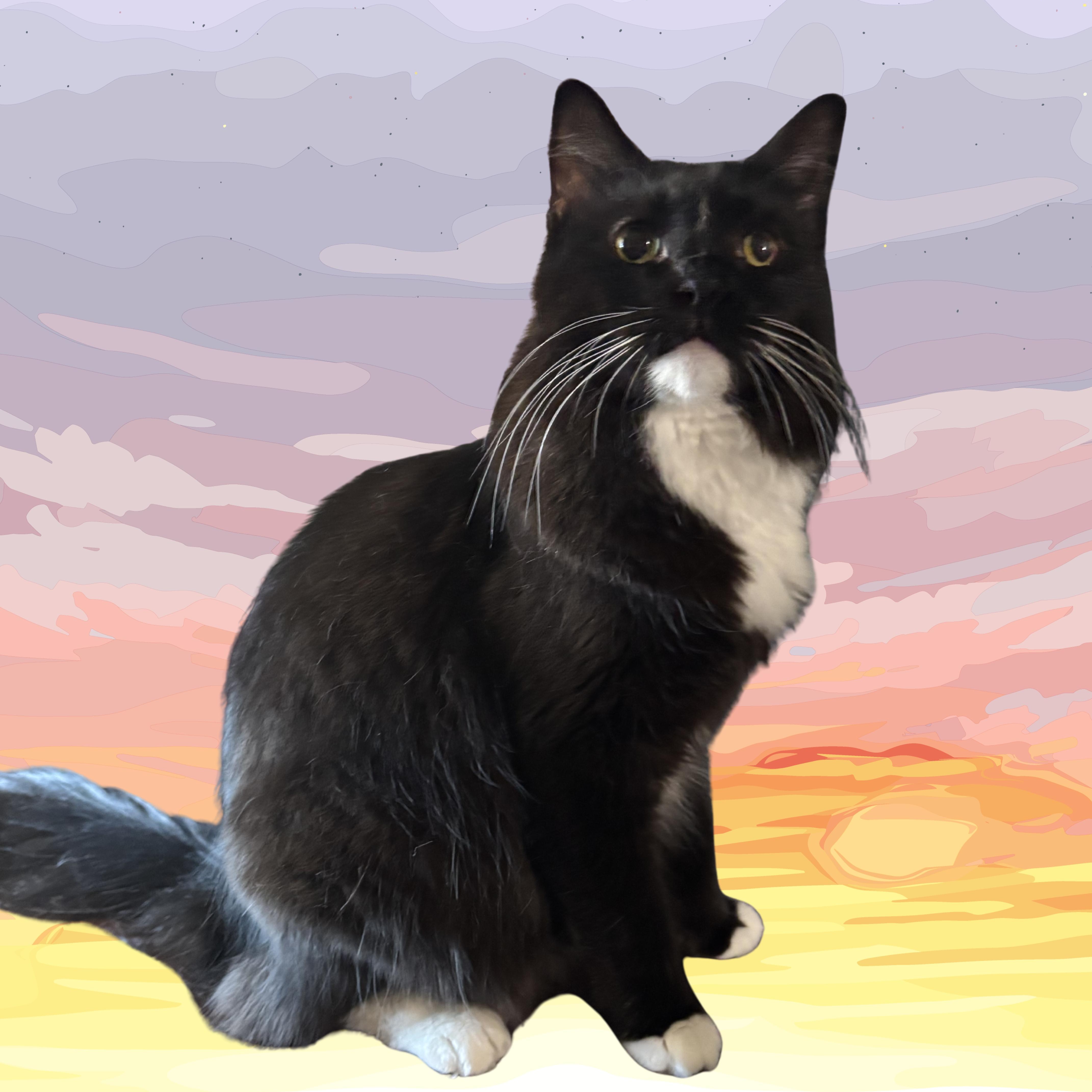 Gorgeous, ADOPTABLE, Young Female Domestic Long Hair.