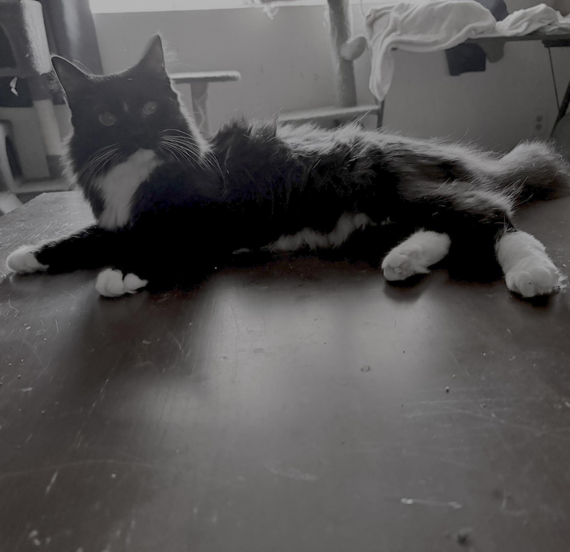 Enlarge Gorgeous, a ADOPTABLE Domestic Long Hair in Wildomar, CA image 2/2