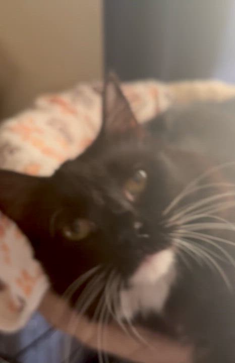 Enlarge Gorgeous, a ADOPTABLE Domestic Long Hair in Wildomar, CA video 4/4