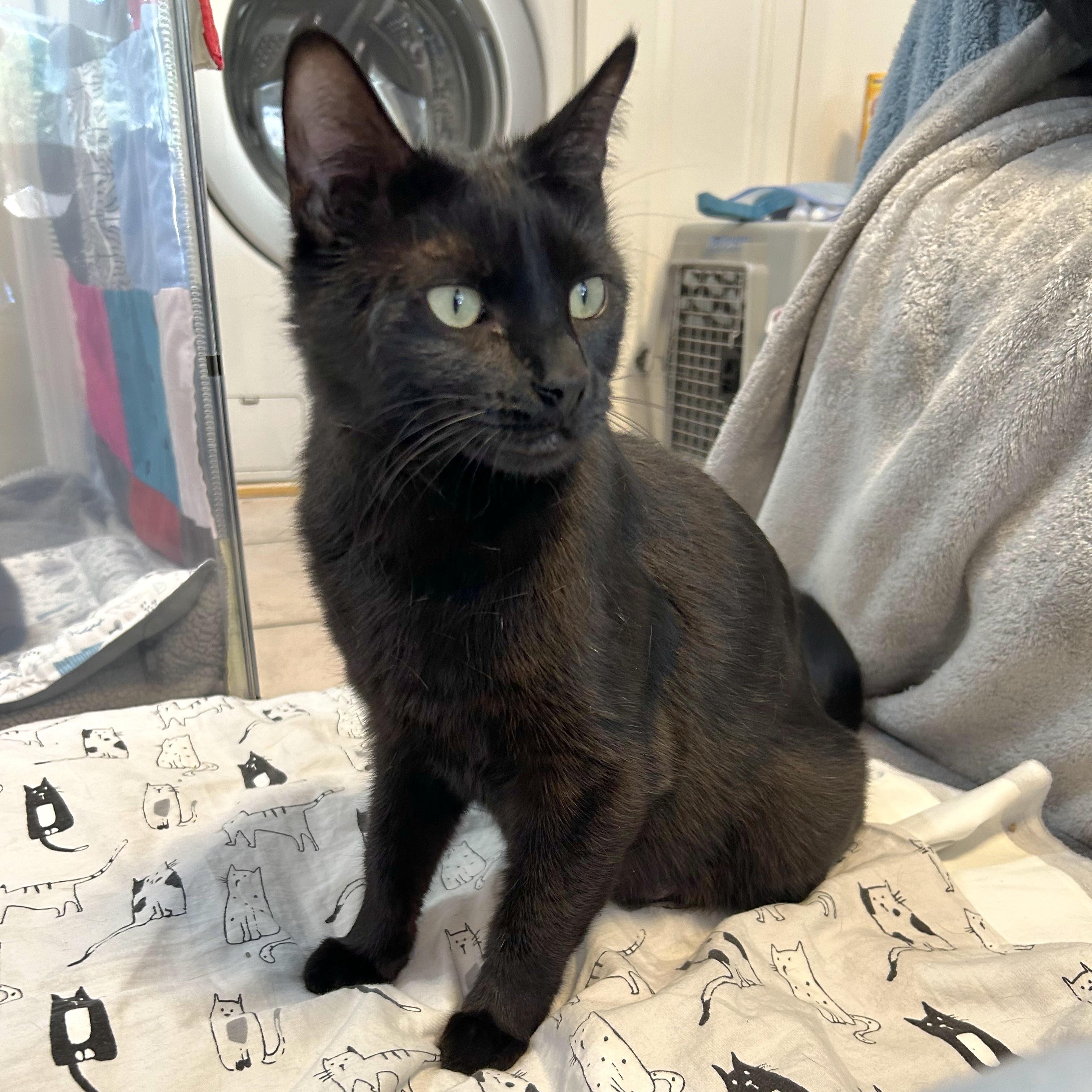 Maple, Adoptable, Young Female Domestic Short Hair.