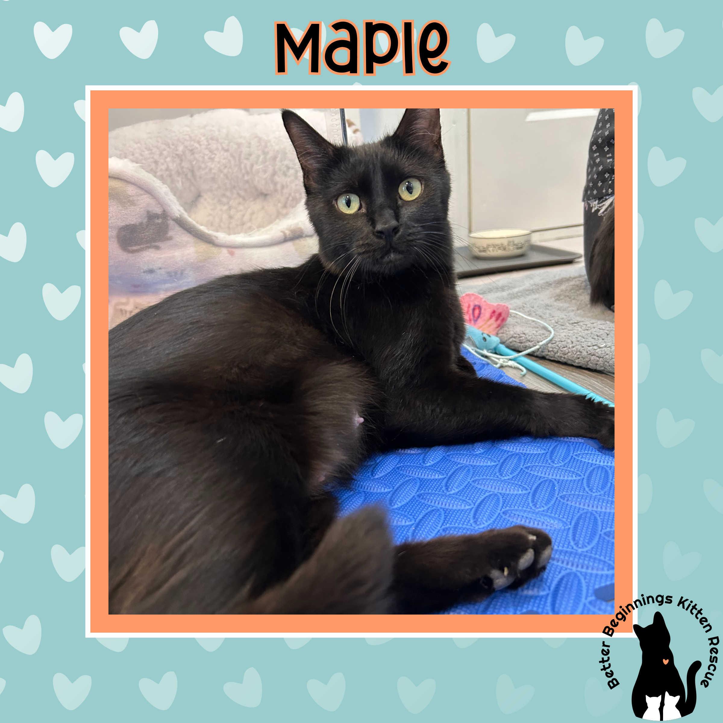 Maple, a Adoptable Domestic Short Hair in Kamloops, BC image 2/4