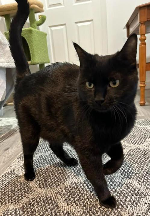 Maple, a Adoptable Domestic Short Hair in Kamloops, BC image 3/4