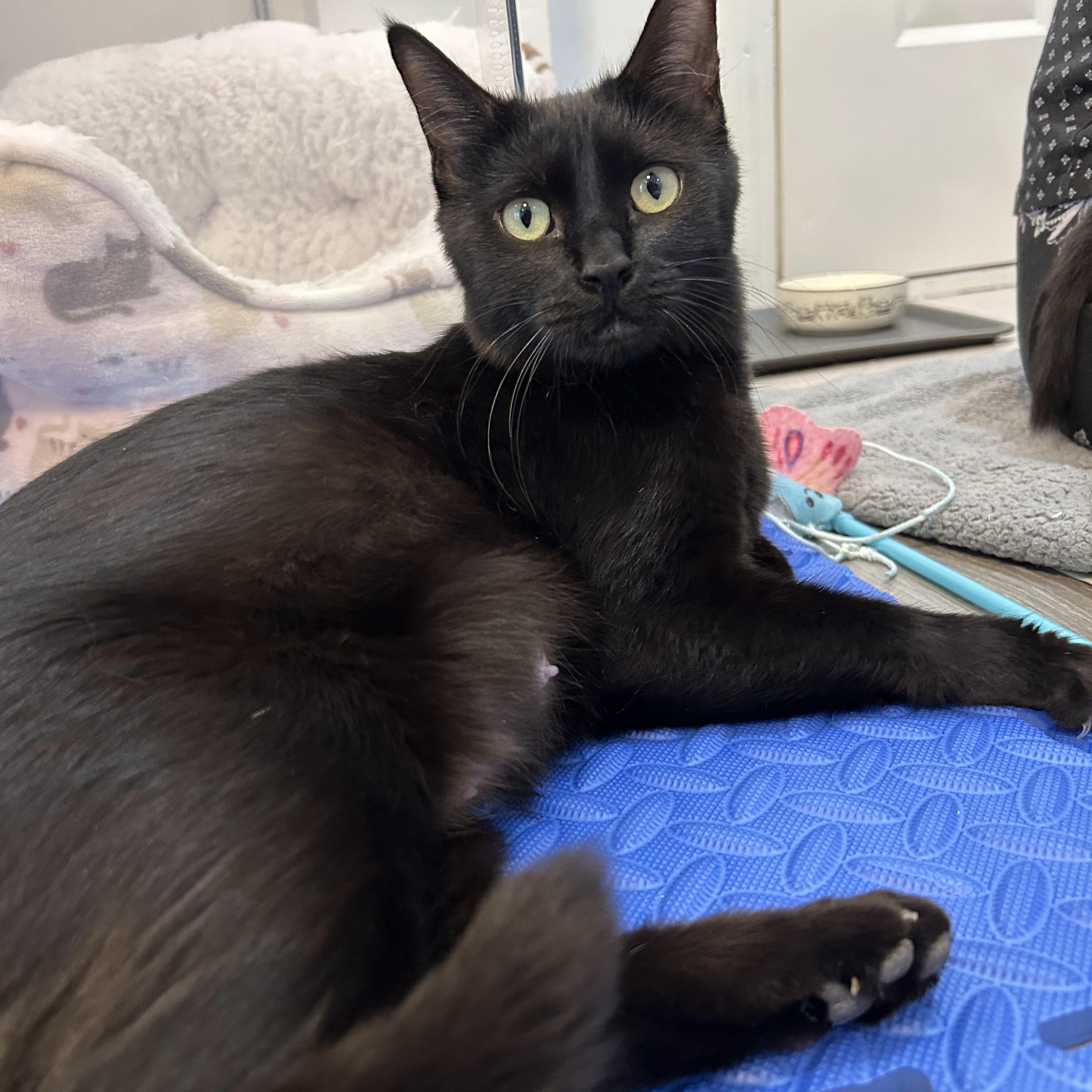 Maple, a Adoptable Domestic Short Hair in Kamloops, BC image 4/4