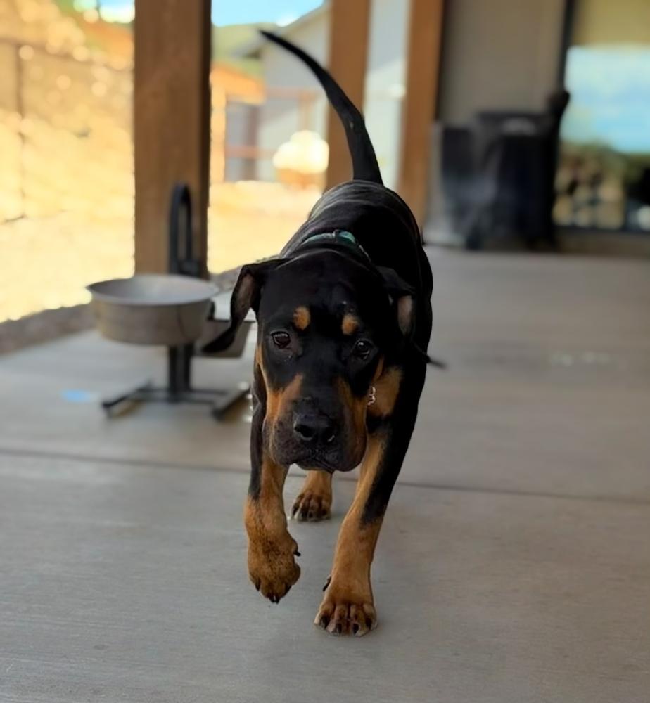 Snoopy, Adoptable, Puppy Male Rottweiler.