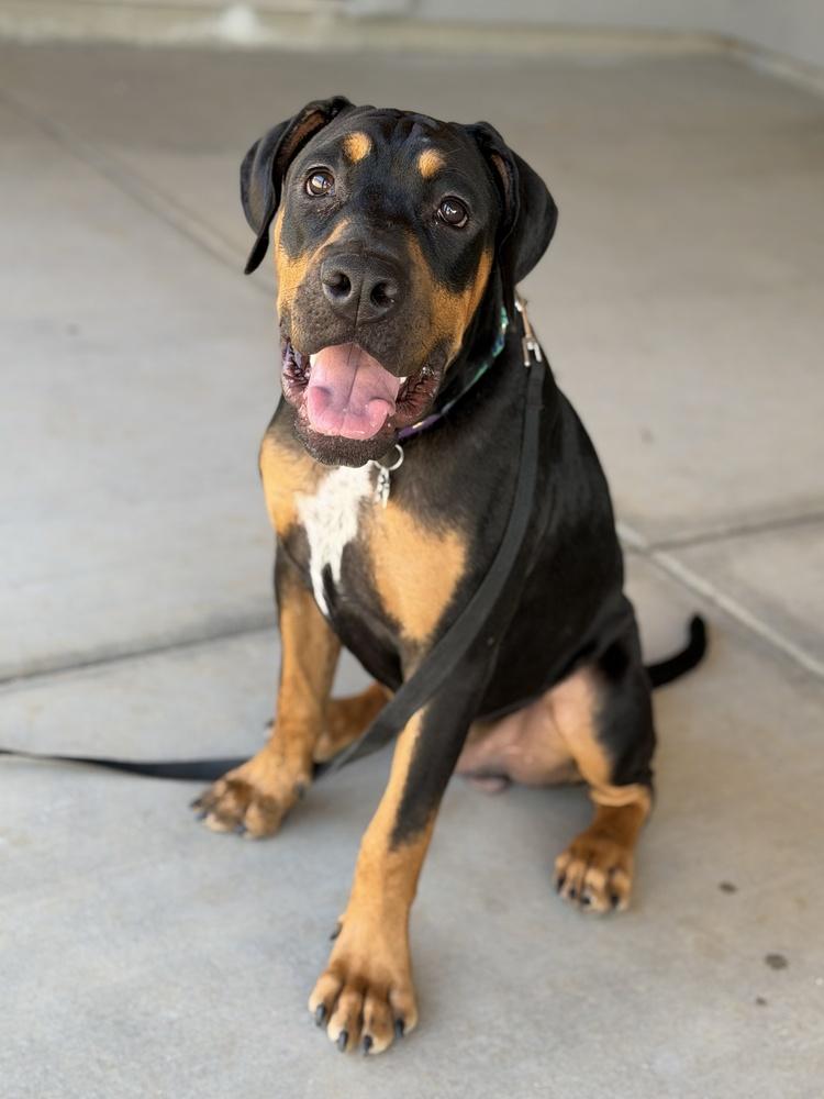 Enlarge Snoopy, a Adoptable mixed breed in Gilbert, AZ image 2/6