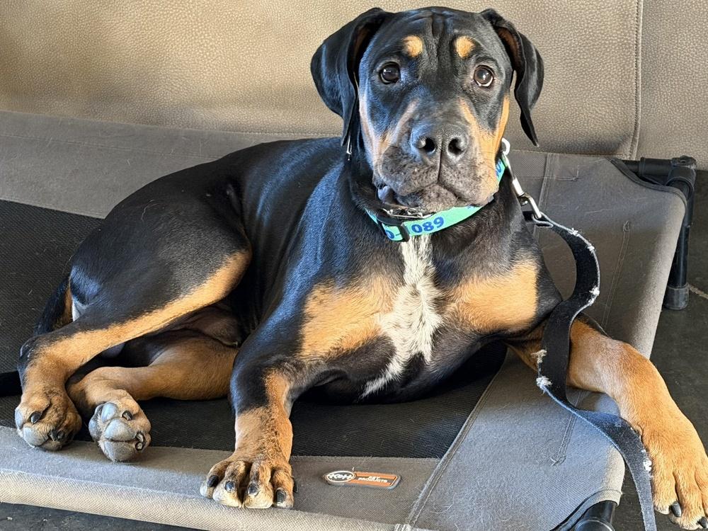 Enlarge Snoopy, a Adoptable mixed breed in Gilbert, AZ image 3/6