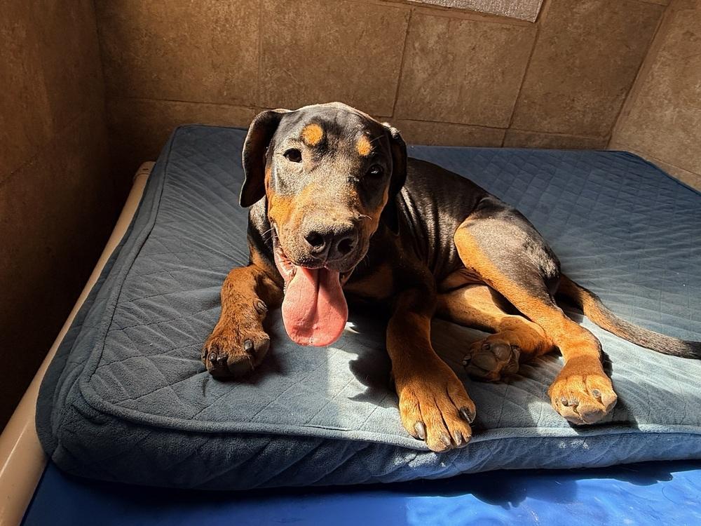 Enlarge Snoopy, a Adoptable mixed breed in Gilbert, AZ image 4/6