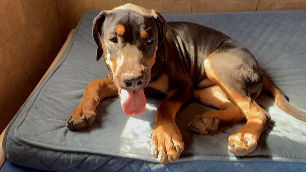 Enlarge Snoopy, a Adoptable mixed breed in Gilbert, AZ image 5/6