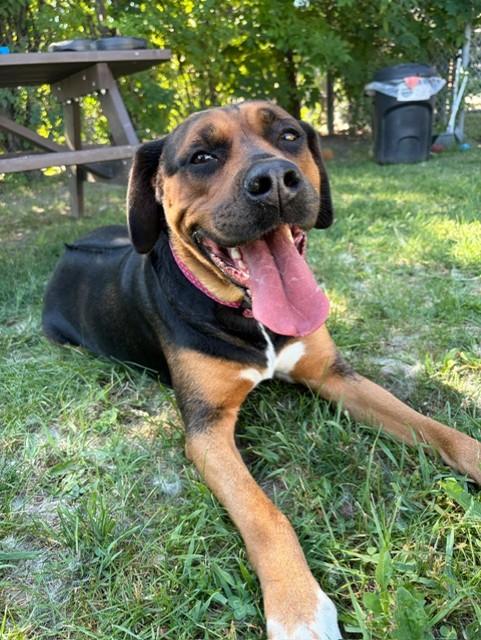 Roxy, an adoptable mixed breed in Mississauga, ON image 2/5