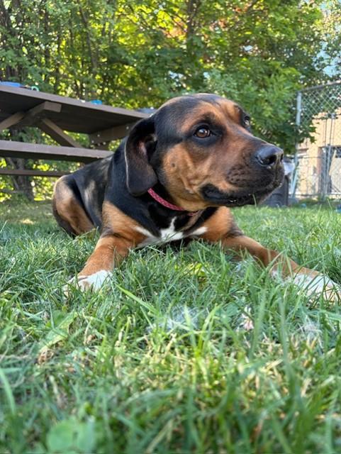 Roxy, an adoptable mixed breed in Mississauga, ON image 3/5