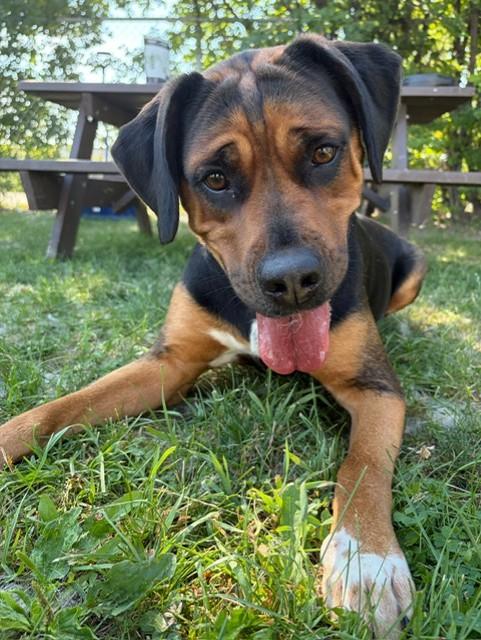 Roxy, adoptable, Adult Female Rhodesian Ridgeback & Rottweiler.