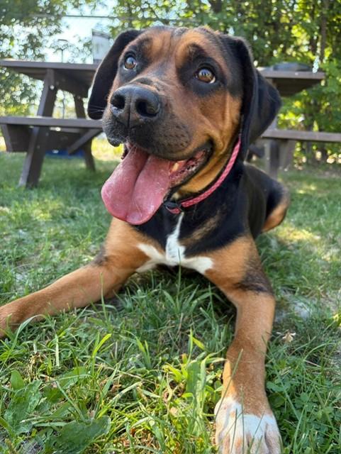 Roxy, an adoptable mixed breed in Mississauga, ON image 4/5
