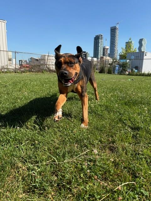Roxy, an adoptable mixed breed in Mississauga, ON image 5/5