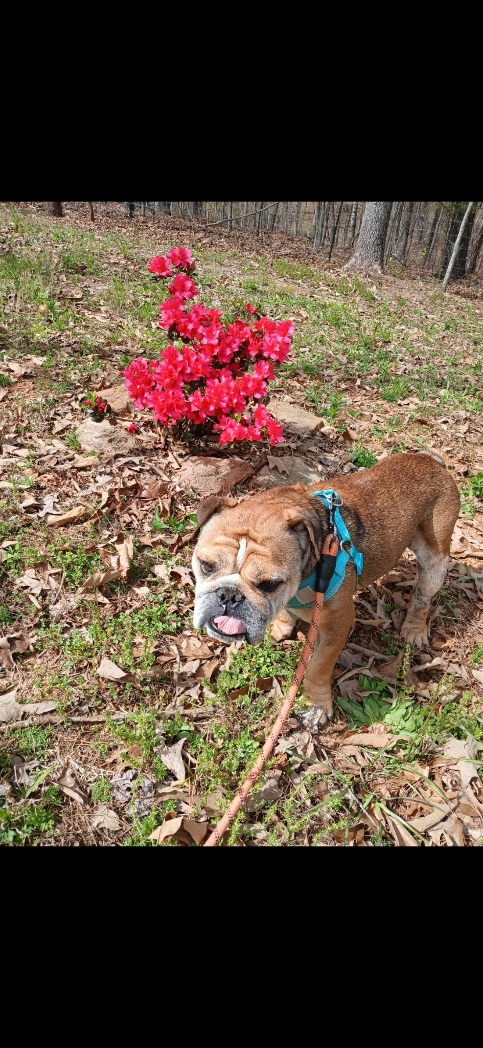 Maci, an adopted English Bulldog in Hartwell, GA image 3/3