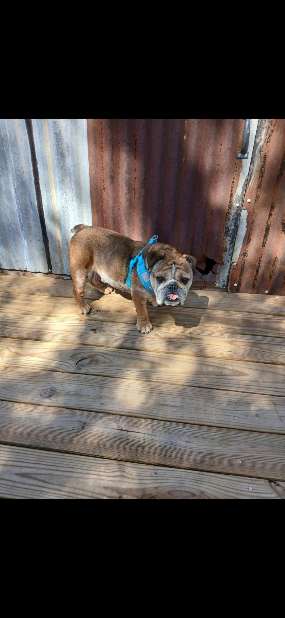 Maci, adopted, Adult Female English Bulldog.
