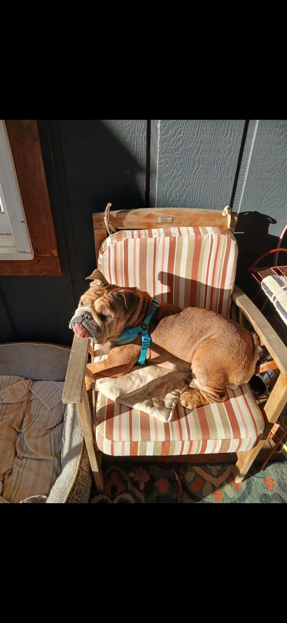 Maci, an adopted English Bulldog in Hartwell, GA image 2/3