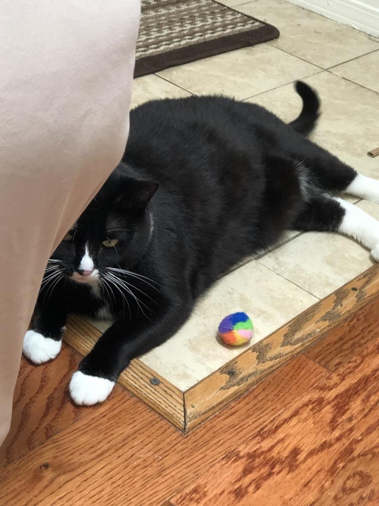 Marie, Adoptable, Adult Female Domestic Short Hair.