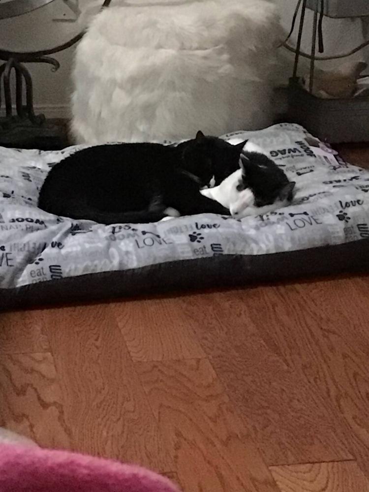 Enlarge Marie, a Adoptable mixed breed in Parker, CO image 2/5