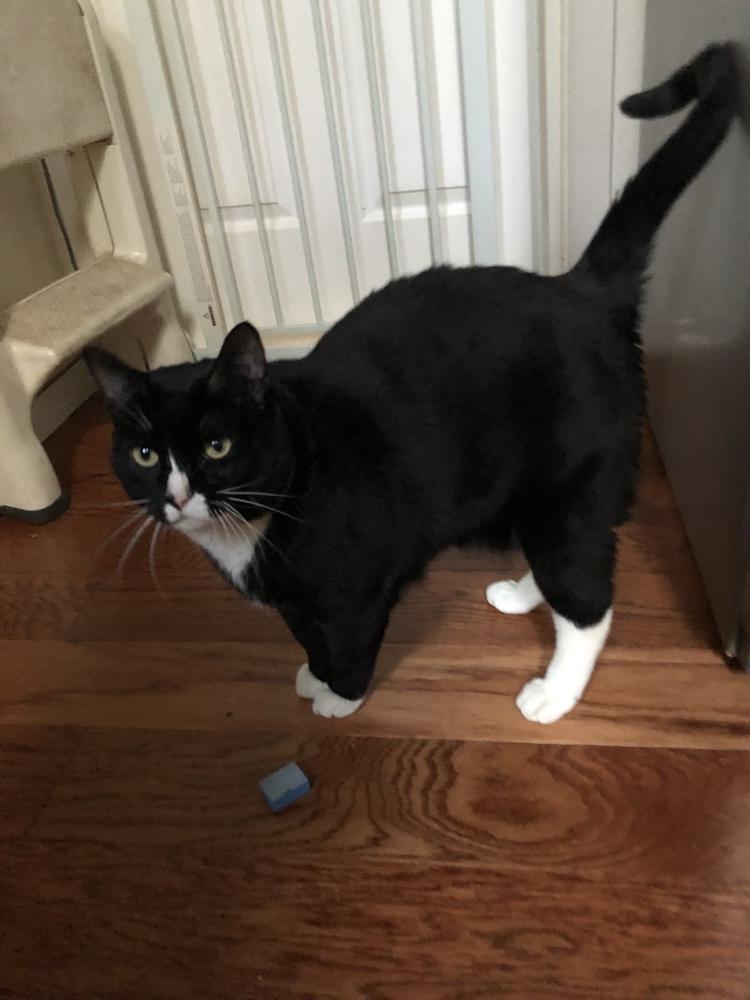 Enlarge Marie, a Adoptable mixed breed in Parker, CO image 3/5