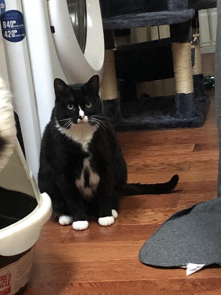 Enlarge Marie, a Adoptable mixed breed in Parker, CO image 4/5